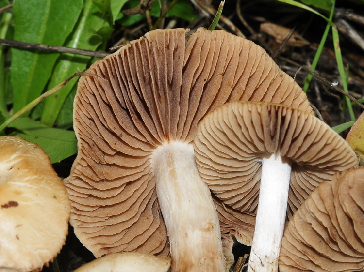 Hebeloma sp. al Parco della Piana